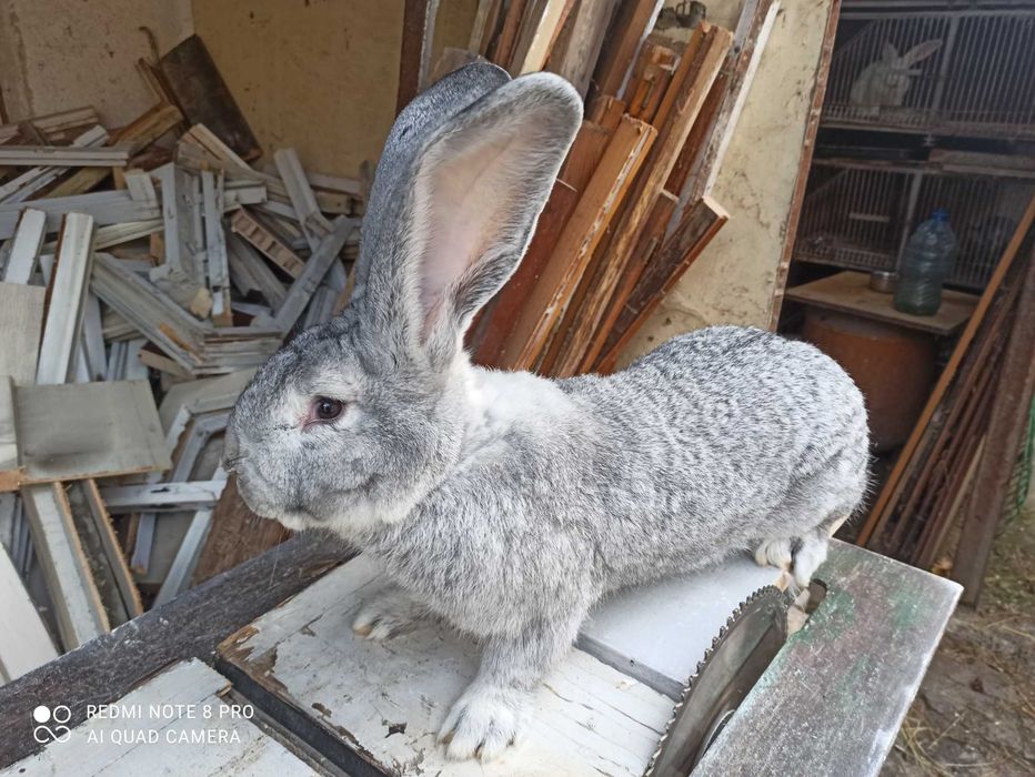 Продавам Зайци Оедрена Чинчила