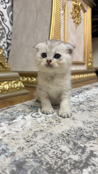 Arzonga seribristiy quloqchasi qaytgan shinshilla mushukcha