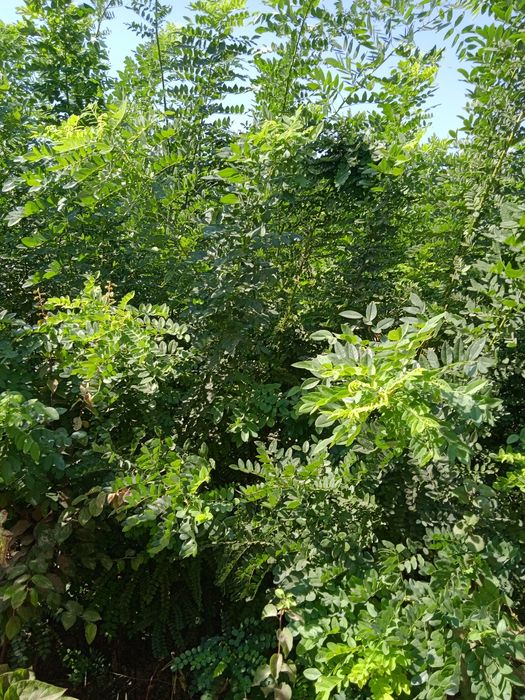 Manzarali va mevali kuchatlar Termizda.