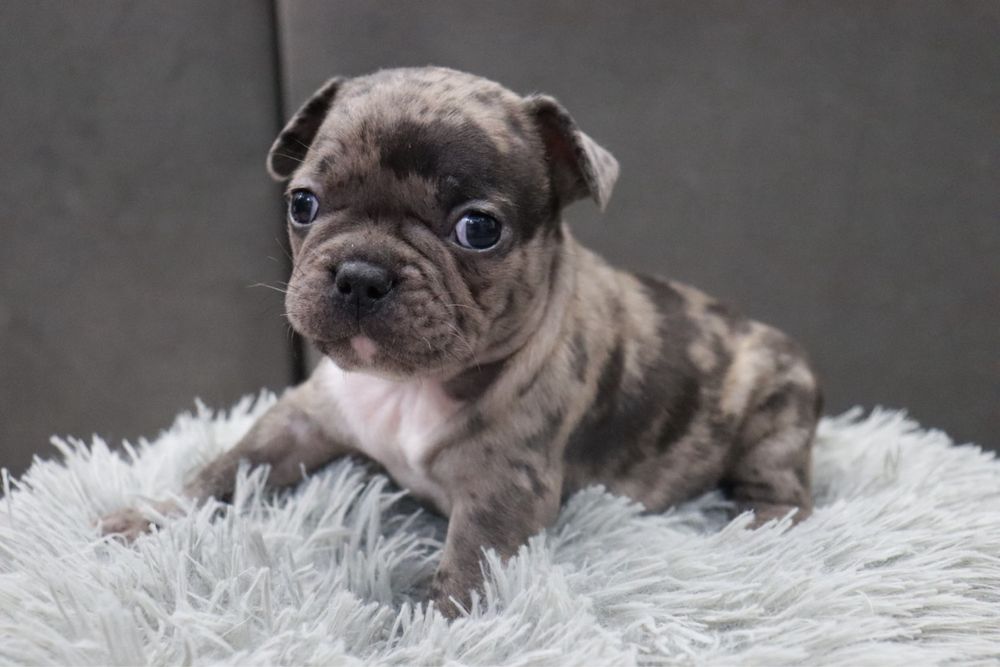 Френски булдог/малки кученца