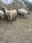 De vanzare animale(ovine)