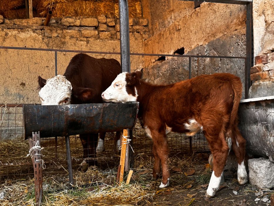 Герефорд герефорд gereford она бола