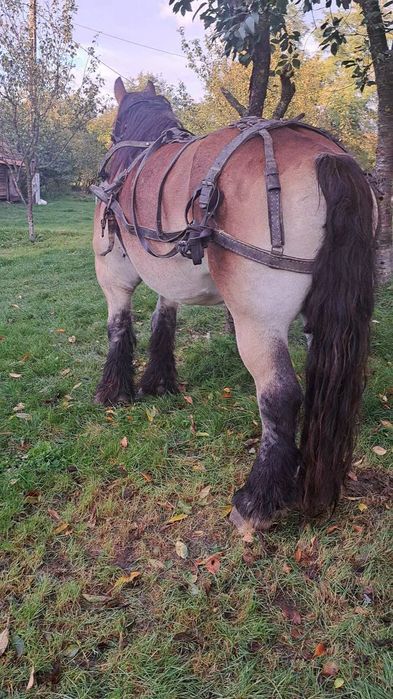 Schimb iapa cu mașină