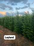 Tuia Leylandii, un arbust ornamental verde-închis, cu o formă piramida