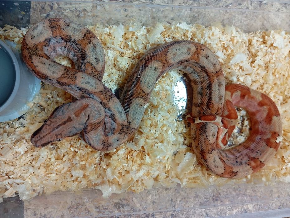 Императорские удавы продажа