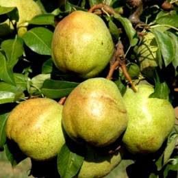 Pomi Pitici Dwarf ( PĂR )