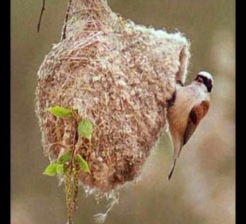 Құрқылтай ұясы гнездо ремеза