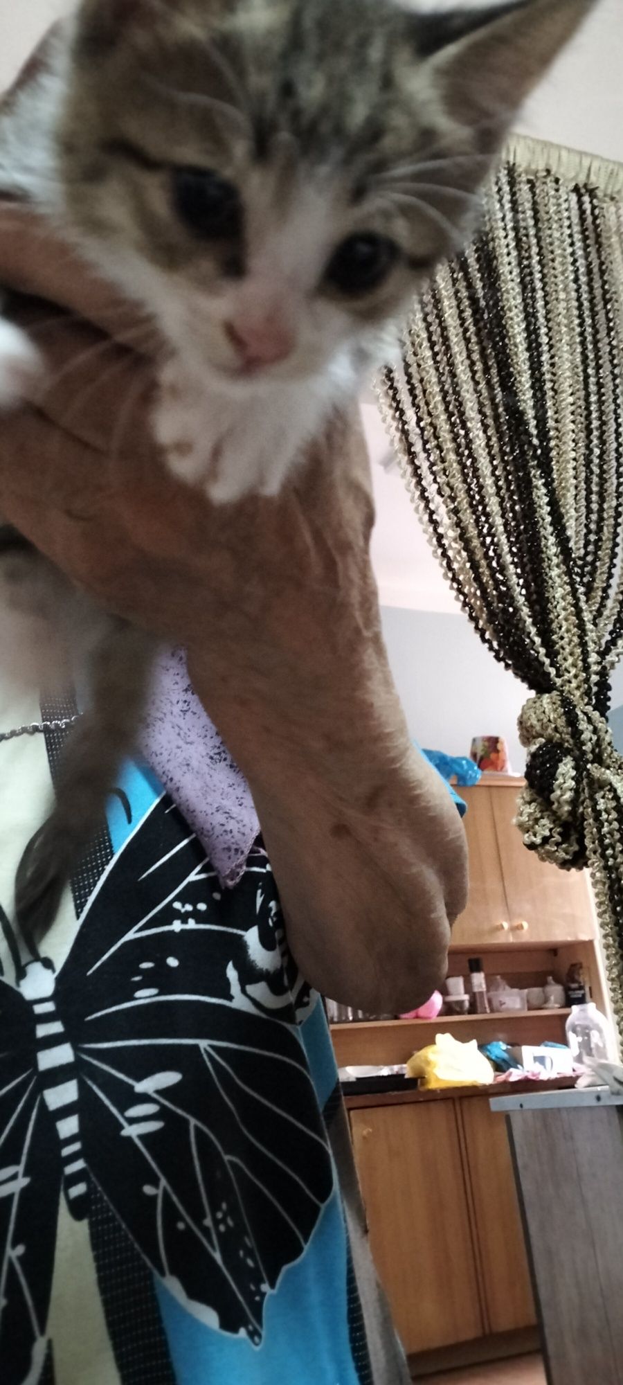 Отдам котят в хорошие руки