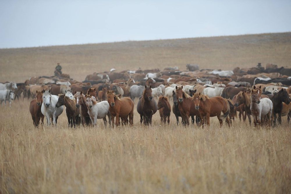 Продаются косяк лошадейө/ Бір үйір жылқы сатылады/ биелер, жас  айғыр