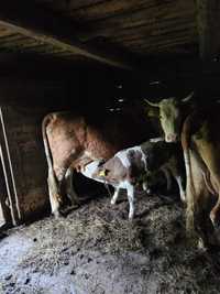De vanzare doua vaci cu vitei