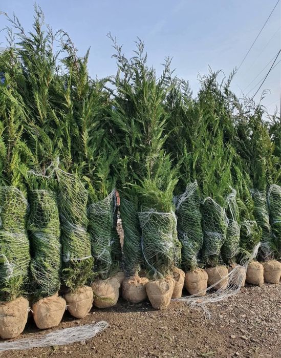 Tuia leylandii oferta 3m 250 lei bucata oriunde in tara plantat inclus