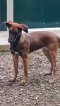 Cățelușa metisă de Malinois