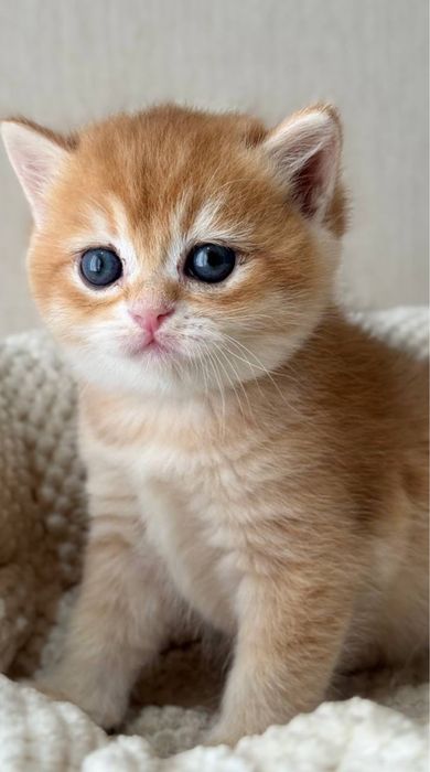 Zolotaya shinshilla ny12 britan sotiladi. O'g'il 1 oylik