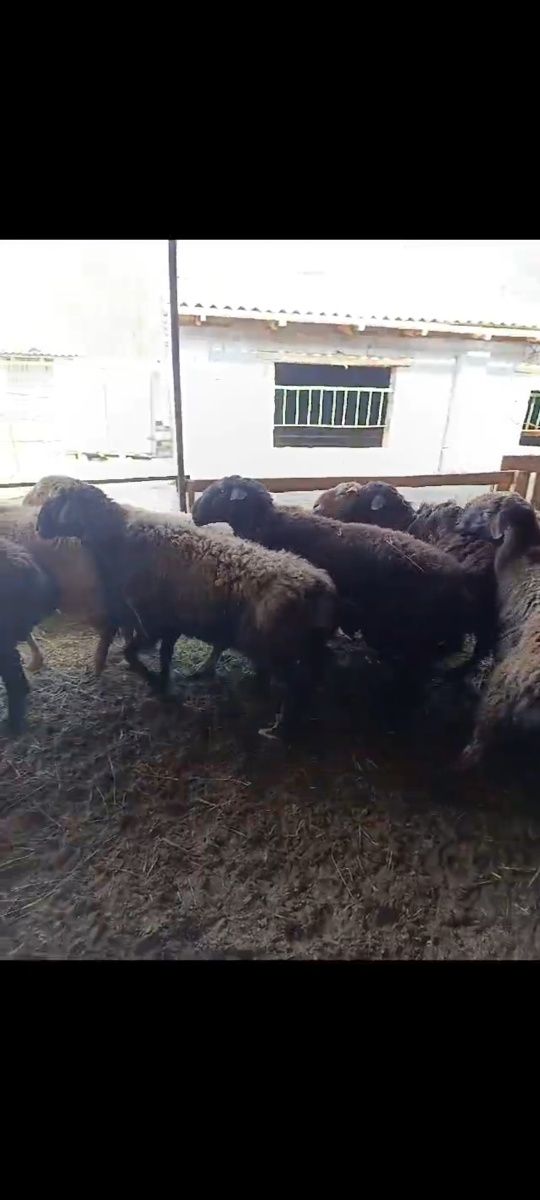 17 бас кошкар сатылады