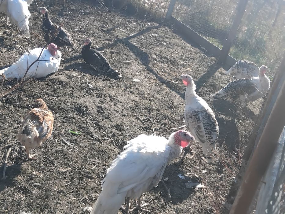 Curci si curcani de anul acesta