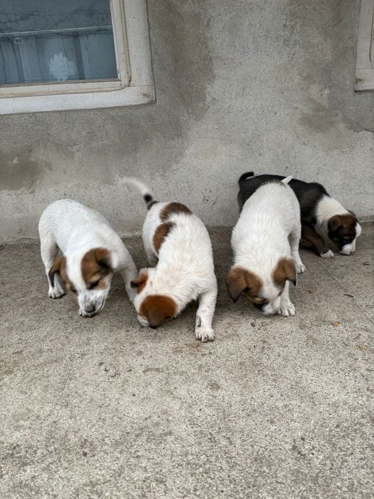 Ofertă adopție – 4 căței, 2 luni, GRATUIT