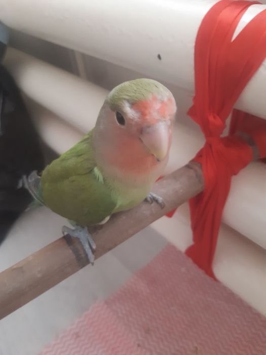 Totilar ruchnoy ideal