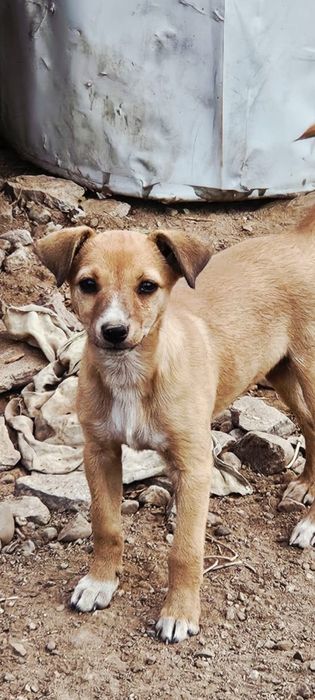 Щеночки девочки ищут дом и добрых ответственных хозяев