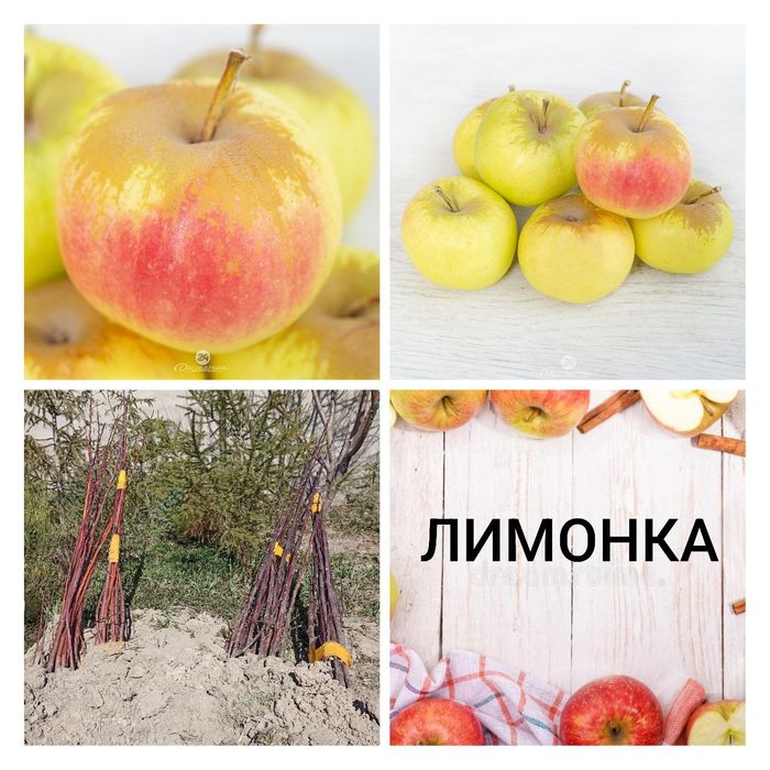 Продам саженцы/яблони