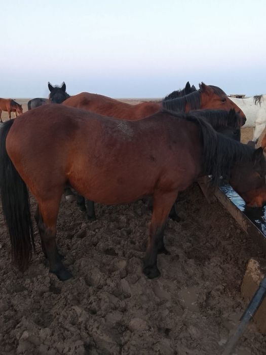 Соғылған би сатылады