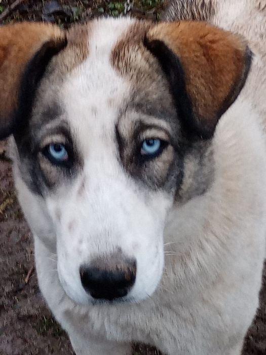 Donez cățelușă  pentru zona Hunedoara