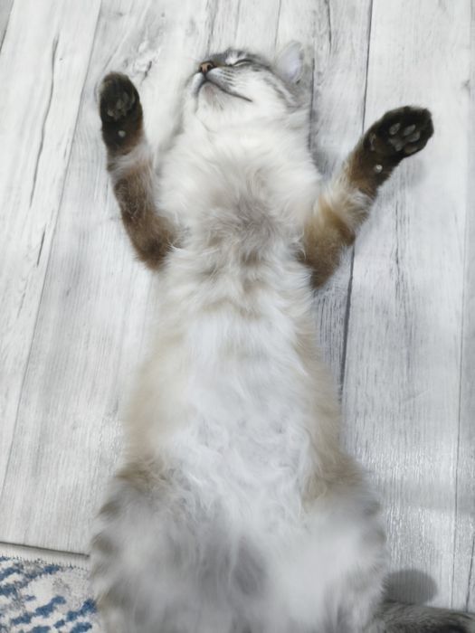 Невский маскарадный кот