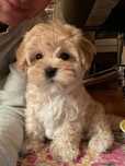 Maltipoo disponibil