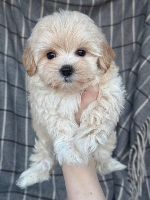 Maltipoo Mini Toy