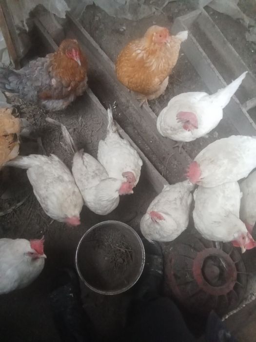 Продам курей домашних