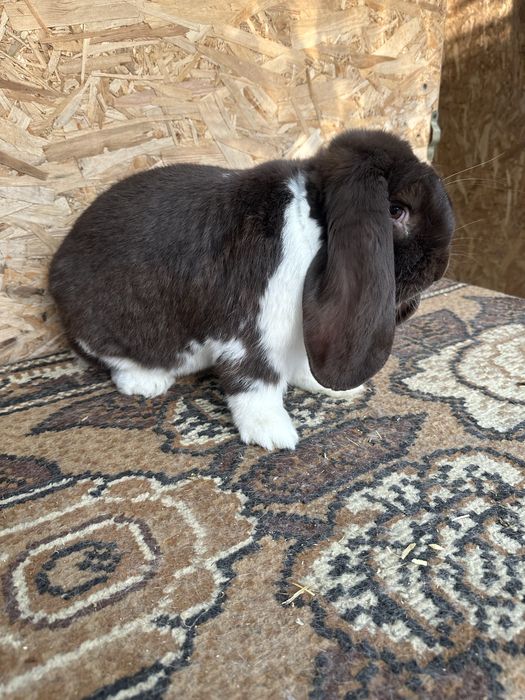 Iepuri berbec german