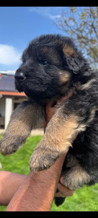 Femela /pui ciobanesc german par lung