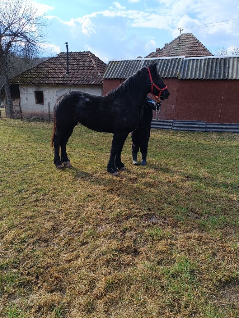 Vând iapa neagră