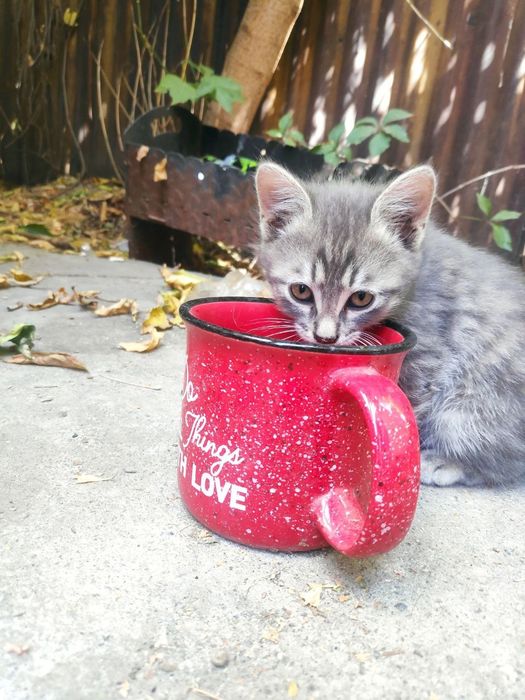 Котенок ищет дом