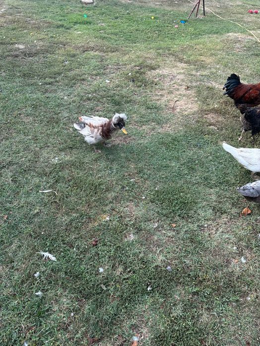 Vând cocoși rațe și ratoi