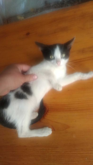 Отдам котят в добрые руки помогите спасти маленькие жизни