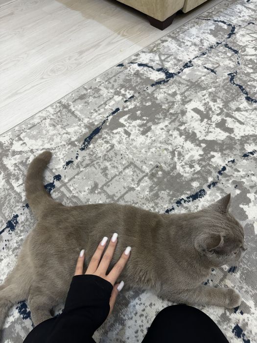 Кот Скотиш Страйт