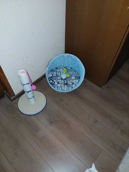 Подарявам Белгийско мъжко коте