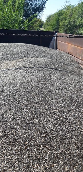 Seminte floarea soarelui