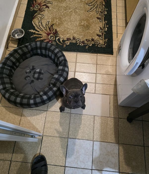 Френски булдог ви очаква