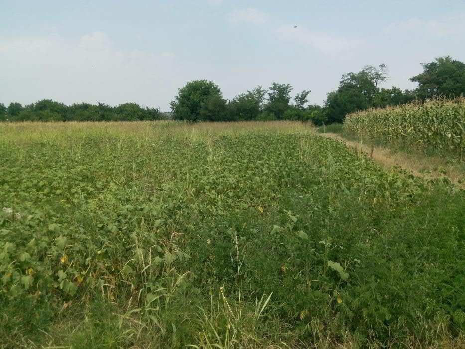 TEREN, loc de casa - 1500 mp LA 10Km BUCURESTI, in Petrăchioaia, Ifov