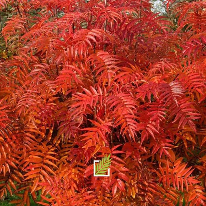Scovus Sorbus dodong cu frunze rosi
