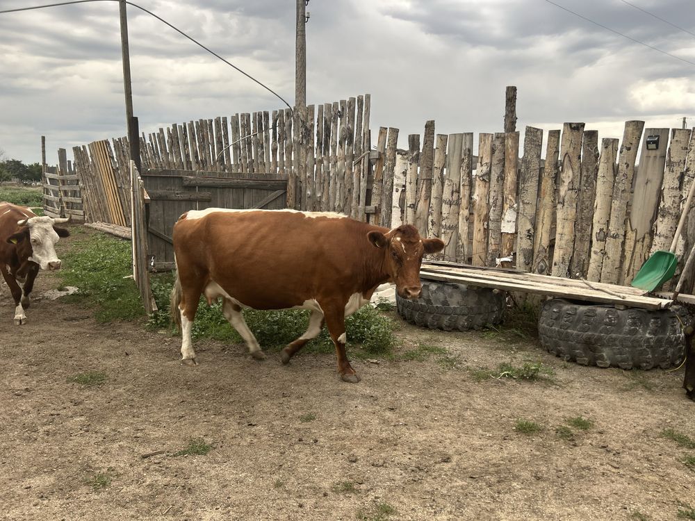 Продам хорошую дойную корову, 3 года. Телятся каждый год, доятся