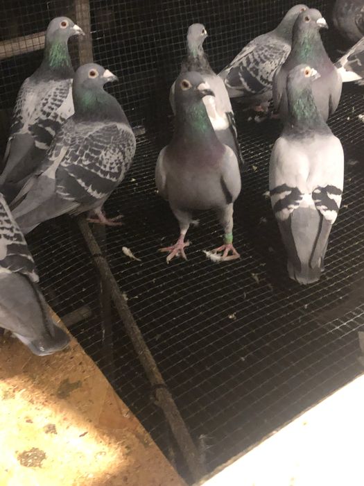 Porumbei fond maraton si Columbodrom