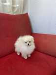 Pomeranian mini toy