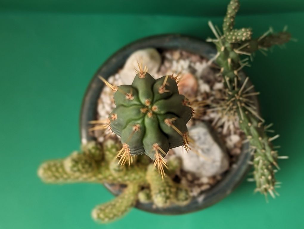 Aranjament cactusi