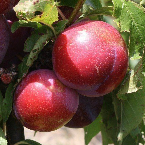 Pomi Fructiferi  Deosebiti  prun fortune