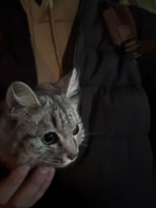 Отдадидим кошку в добрые руки