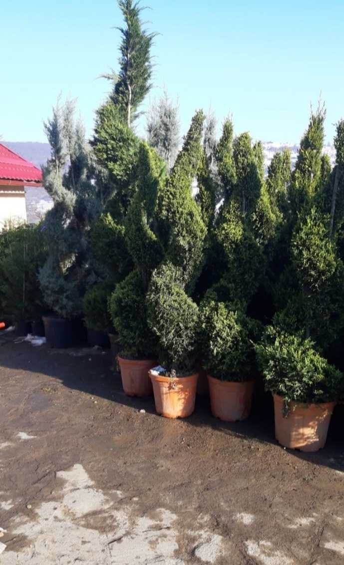 Plante ideale pentru grădini, curți și spații verzi