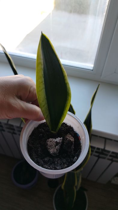 Цветы домашнии цена 2500тенге