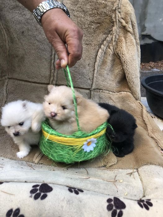 Продавам померани